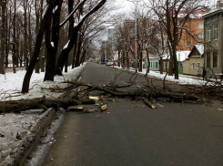 Более 8 миллионов рублей выделило правительство Ставрополья на восстановление после сильного ветра 