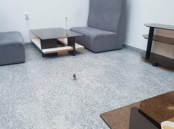 Жадные воробьи не помешали аэропорту Минвод получить положительное заключение о соответствии требованиям