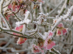 Ставрополье может остаться без ягод и фруктов из-за грядущих заморозков 