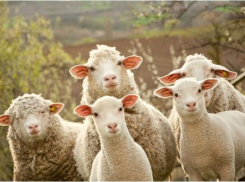 Два парня украли овец на миллион в Ставропольском крае