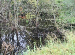 Погибла часть вековых деревьев, оказавшихся в болоте около дороги Ставрополя