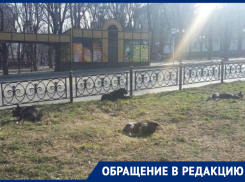 Бродячих псов на улицах Ставрополя всё больше