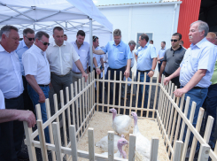 Крупнейший в крае инновационный комплекс по производству индейки открылся на Ставрополье