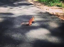 Забавные перебежки белки в поисках лакомств сняли на видео в Кисловодске