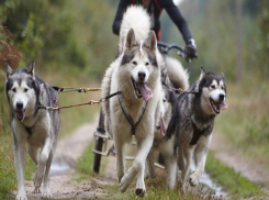 В Ставрополе пройдут бесснежные гонки на собачьих упряжках