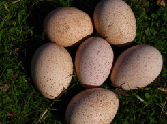 На 100 тысяч рублей оштрафовали ставропольскую птицефабрику