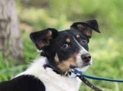 Собака Лилу с трудной судьбой ищет дом