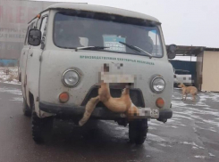 Варварское авто с лисой на капоте возмутило ставропольчан
