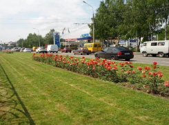  Десятки тысяч роз появятся на улицах Ставрополя