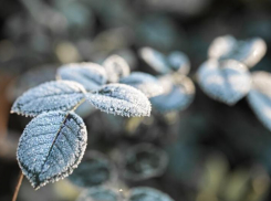 На Ставрополье с 11 на 12 октября ожидаются первые заморозки