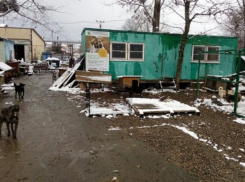 Более 600 питомцев приюта для животных в Ставрополе могут оказаться на улице через месяц