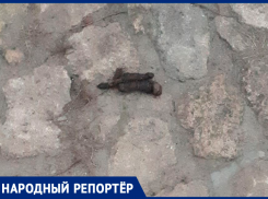 Фекалии собаки рядом с мемориальной плитой возмутили жительницу Ставрополя
