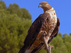 Обыкновенный осоед исчезает на просторах Ставропольского края