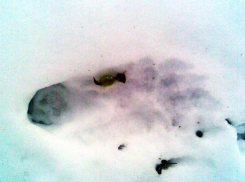 Следы неведомого существа обнаружены в Ставропольском крае