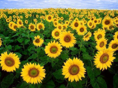 Амброзию нашли в 3000 тонн зерна «Благодарненского элеватора» на Ставрополье