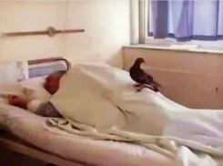 В Ессентуках мужчину в больнице навещал лишь голубь