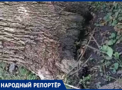 «Все на контроле»: большое сухое дерево держится на проводах в Ставрополе