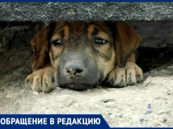 «Собаки умирали в конвульсиях», - ставропольчанка об отстреле животных в селе Александровском