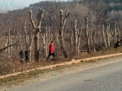 «Негодяи птушники вырубили полтора гектара городского леса в зоне формирования Нарзана!» - общественники Кисловодска