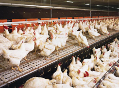 Имущество «Пятигорской птицефабрики» вновь выставили на торги за 90 миллионов рублей