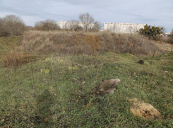 Археология на 139 миллионов: Грушевское городище в Ставрополе перекопают ради застройки на юго-западе