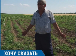 «На протяжении десяти лет отара овец с соседней кошары истребляет посевы на моём поле», - житель Ставрополья
