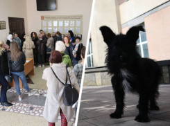 Убивать или нет — толпы у приемной президента в Ставрополе выступили против эвтаназии животных