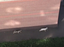 Веселые резвящиеся возле многоэтажек в Ставрополе козочки попали на видео