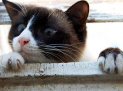 Из вентиляционной трубы пытались вытащить кота в Кисловодске