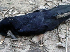 Массовая гибель ворон повергла в шок жителей Ставрополья