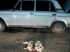 Два зайца-русака погибли от рук браконьеров на Ставрополье