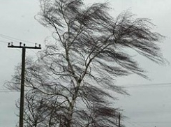 Ураган в Ставрополе вырвал тополь с корнем
