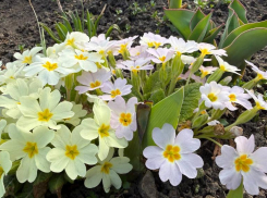 Стало известно, какой будет погода в последний день марта в Ставрополе