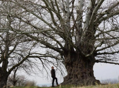 Осина возрастом около 200 лет растет на Ставрополье