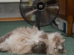 В среду в Ставрополе будет жарко 