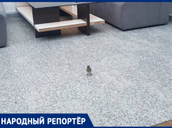 «Воробьи склевали все»: птицы в бизнес-зале аэропорта Минвод обескуражили пассажира