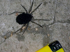 Жуткий паук с детёнышами возле гипермаркета напугал жителей Ставрополя