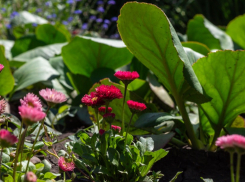 В Ставрополе в четверг будет пекло до +33