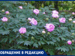 Куда дели пионы? Власти Ессентуков скрывают судьбу подаренных местной жительницей 70 саженцев
