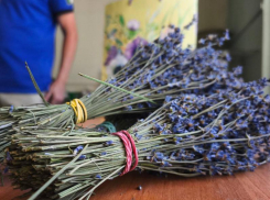 Лавандовое масло стали производить в ставропольской глубинке