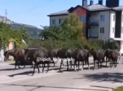«Это уже не город, а пастбище»: табун лошадей снова бродил по Кисловодску 