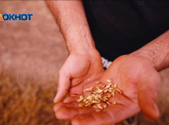 Более 1200 тонн семян с нарушениями нашли на Ставрополье