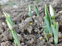 Подснежники в январе зацвели на Ставрополье