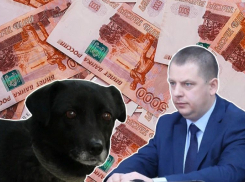 Штрафы VS чипирование: что выйдет дешевле для ставропольцев