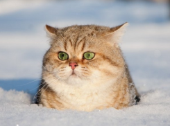 Теплая, но туманная погода ждет ставропольцев в четверг