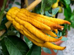 Священная для буддистов «рука Будды» выросла в ботаническом саду Ставрополя