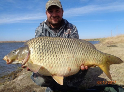 Гигантскую рыбу поймал опытный рыбак на одном из водоемов Ставрополья