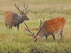 Пятнистые олени переселились в Андроповский район