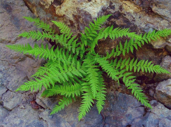 Уникальный папоротник Ставрополья на грани исчезновения