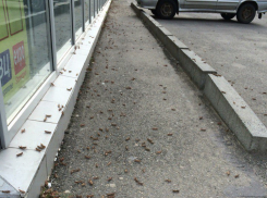 Огромные стаи саранчи напугали жителей Ставрополя